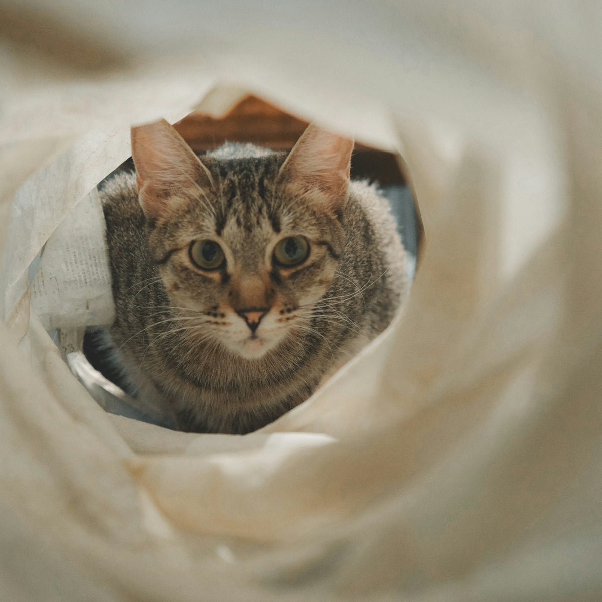 Cats